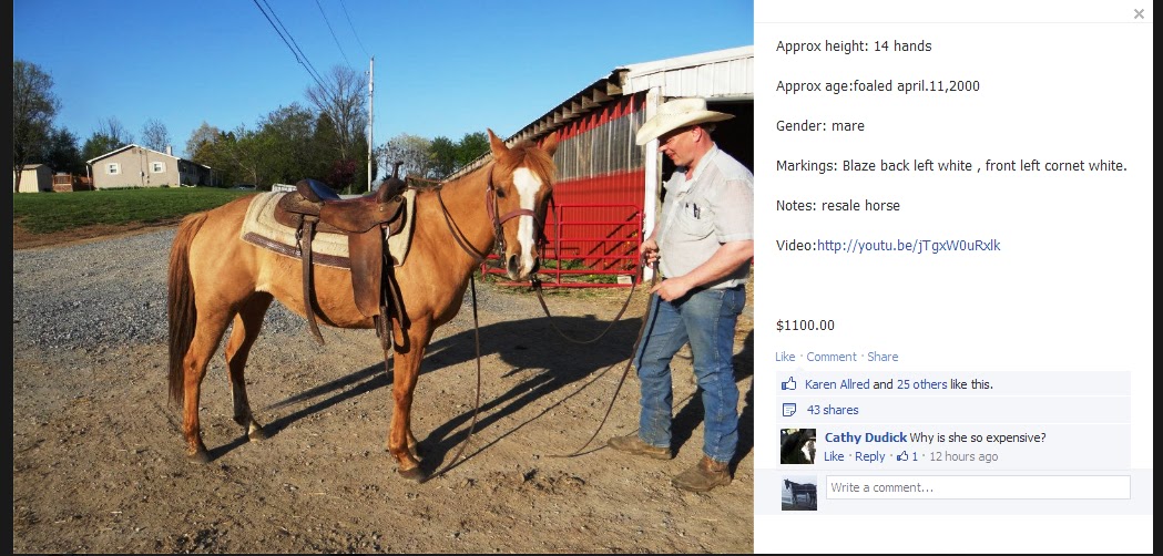 The Ethics of Equine Rescue NonProfit Has Broker License and Selling