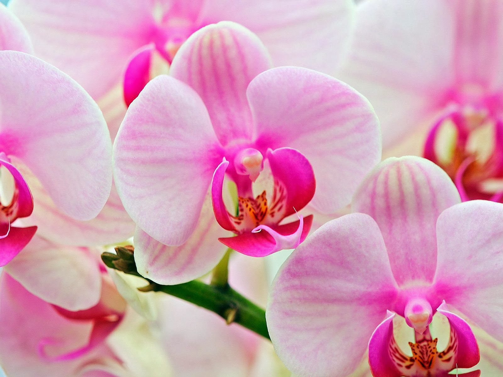 All New Wallpaper Attractive Pink Orchids Wallpaper
