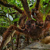 Conheça a maior aranha do mundo