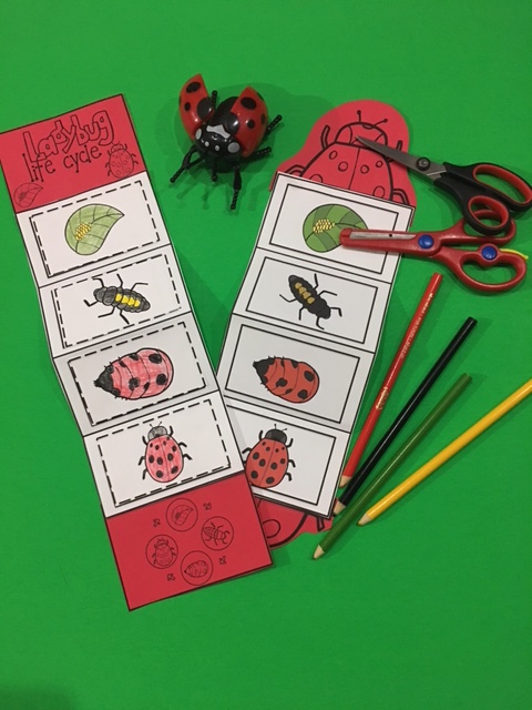 Ladybug Life Cycle Craft ~ Preschool Printables