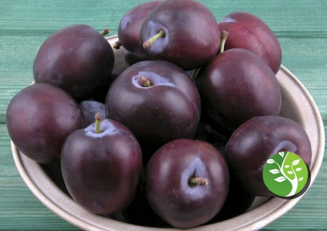 ciruela puede ser un remedio natural para el cáncer ciruela puede ser un remedio natural para el cáncer