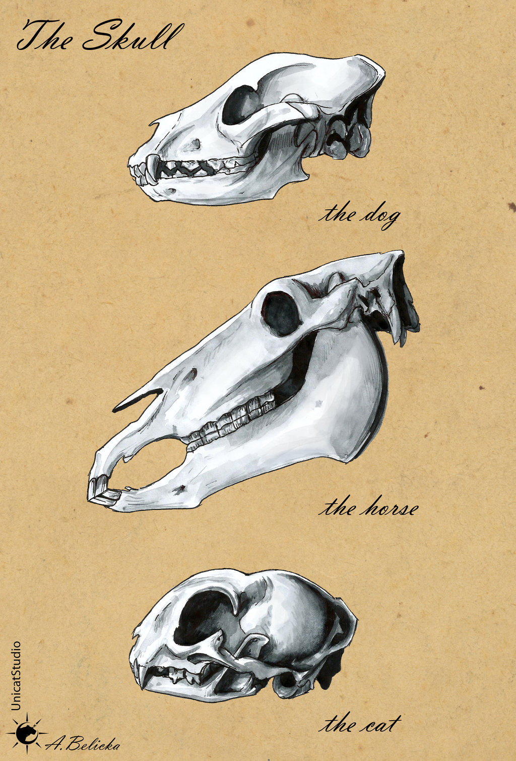 Reference Fiesta! Comparative Anatomy