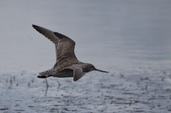 tailed godwit bar e7 shorebird nonstop flown kilometers alaska zealand recently miles found without female