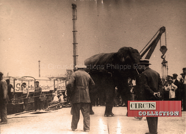 un éléphant sur les quais 