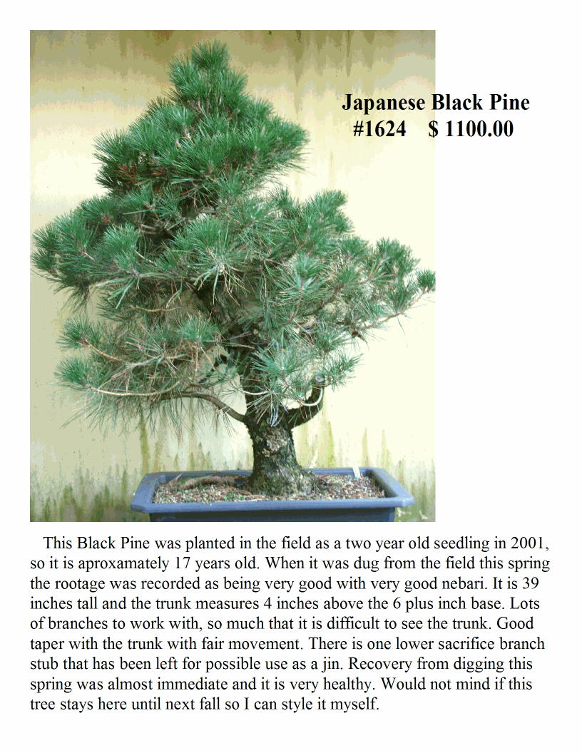#1624 Japanese Black Pine