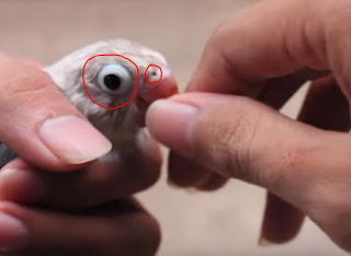 ciri fisik lovebird fighter ciri fisik lovebird fighter