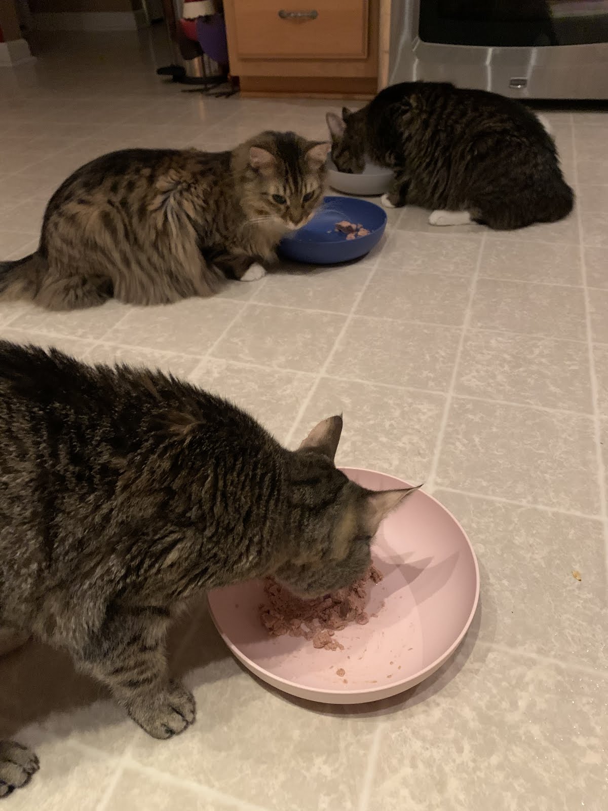 Jasper McKittenCat Vitamin C and good neighbors