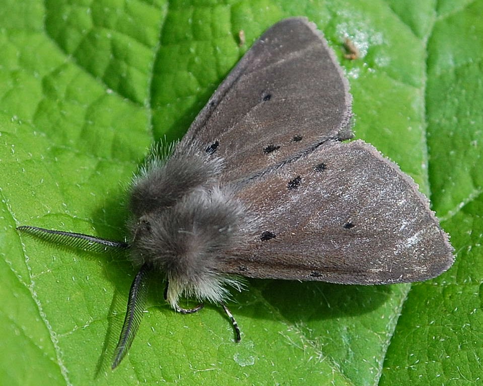 Little Hadham Birding: Best moth night of the year (All things are ...