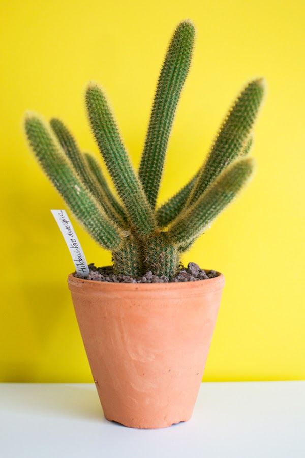 Urban Jungle Bloggers