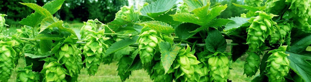 growing hops plants at home