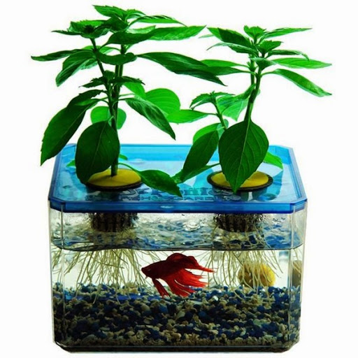 Model Aquarium Ikan Hias yang Simple Sederhana Unik dan 
