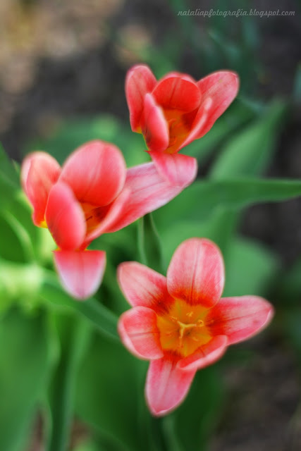 DSC_4145.JPG