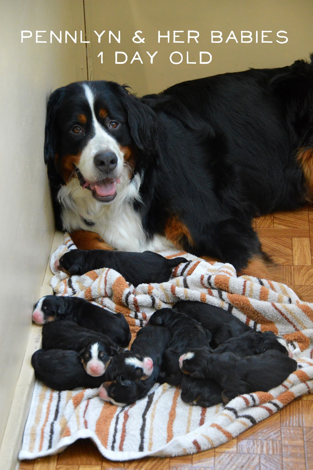 Bucks County Bernese Puppies