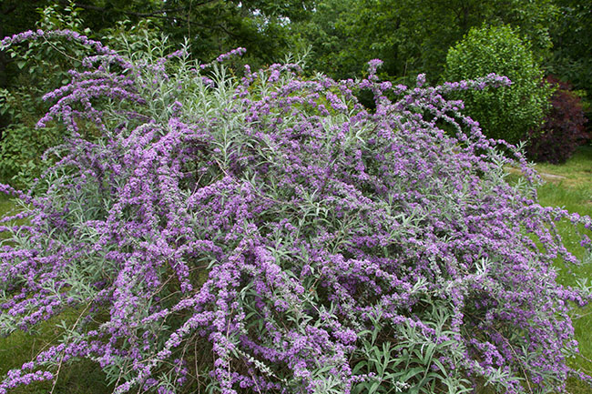 Heave And Hoe The Invasive Butterfly Bush