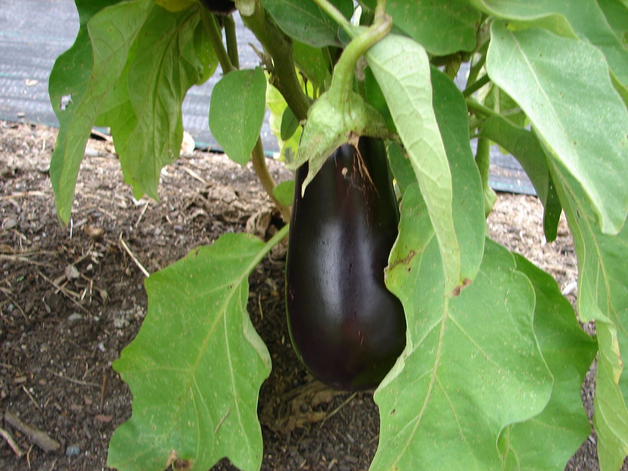 Aubergine (UK) and Eggplant (US) Natural Beauty