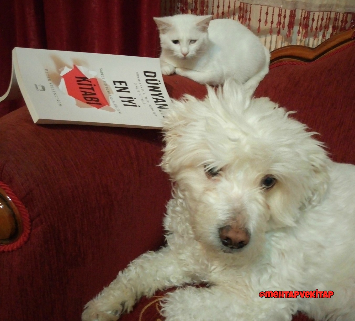 Griffin bir rüya köpek Griffin bir rüya köpek