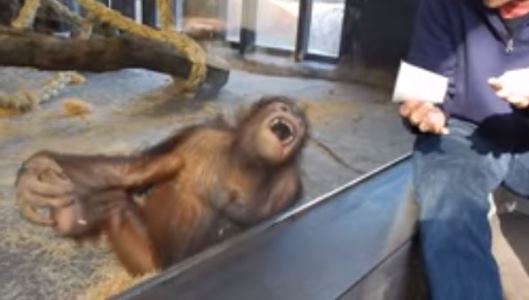 Hilarious Video: Watch This Monkey Laugh Hysterically At A Zoo Visitor's Magic Trick Hilarious Video: Watch This Monkey Laugh Hysterically At A Zoo Visitor's Magic Trick