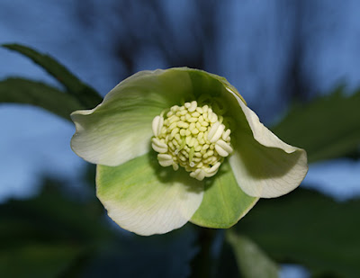 Flor verde del eléboro verde (Helleborus viridis)