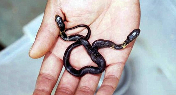 Ular Cobra Berkepala Dua Ular Cobra Berkepala Dua