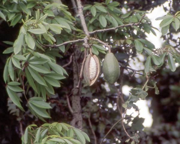 Pohon Randu Pohon Randu