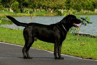 Resultado de imagem para morte de cachorro Nêgo