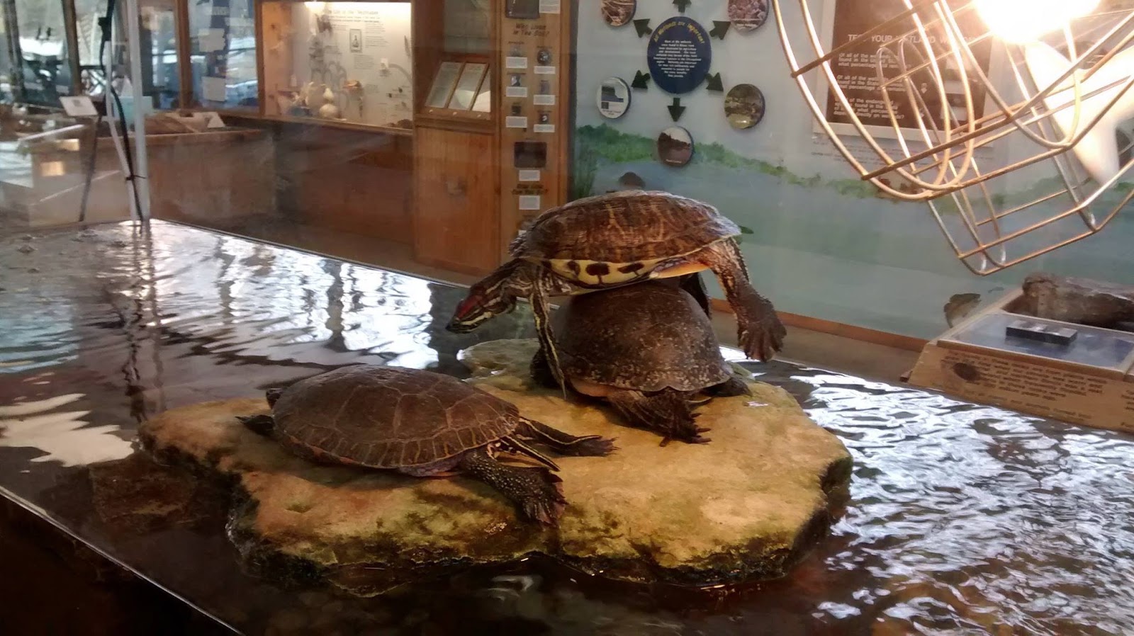 Visitor FAQs Why do Painted Turtles and other semiaquatic turtles lay their eggs on land?