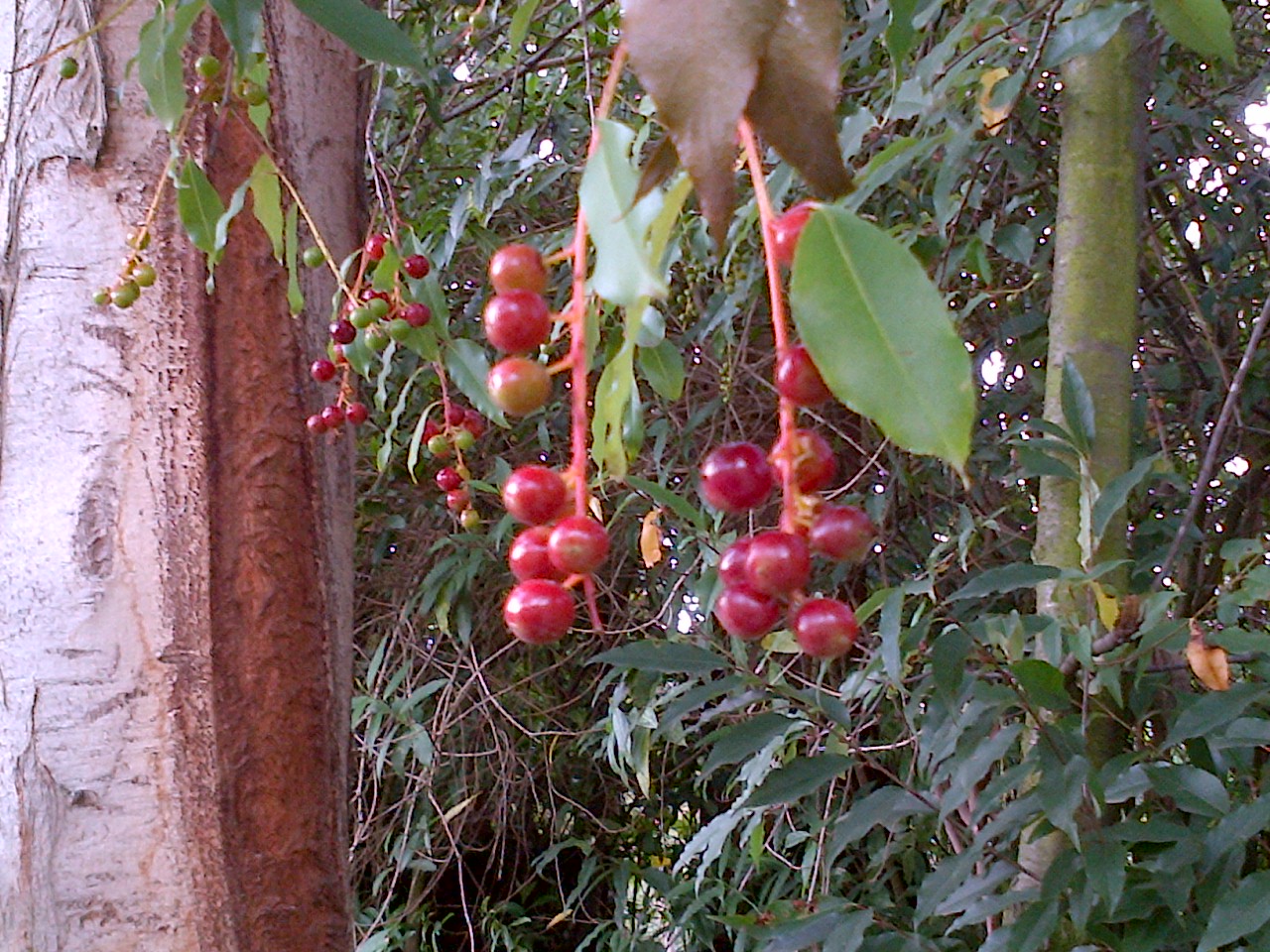 Huancayo fotografias: Fruto de la Guinda o Capuli.