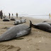 Radiation from Fukushima Now Causes 100% Infant Mortality Rate in West Coast Orcas