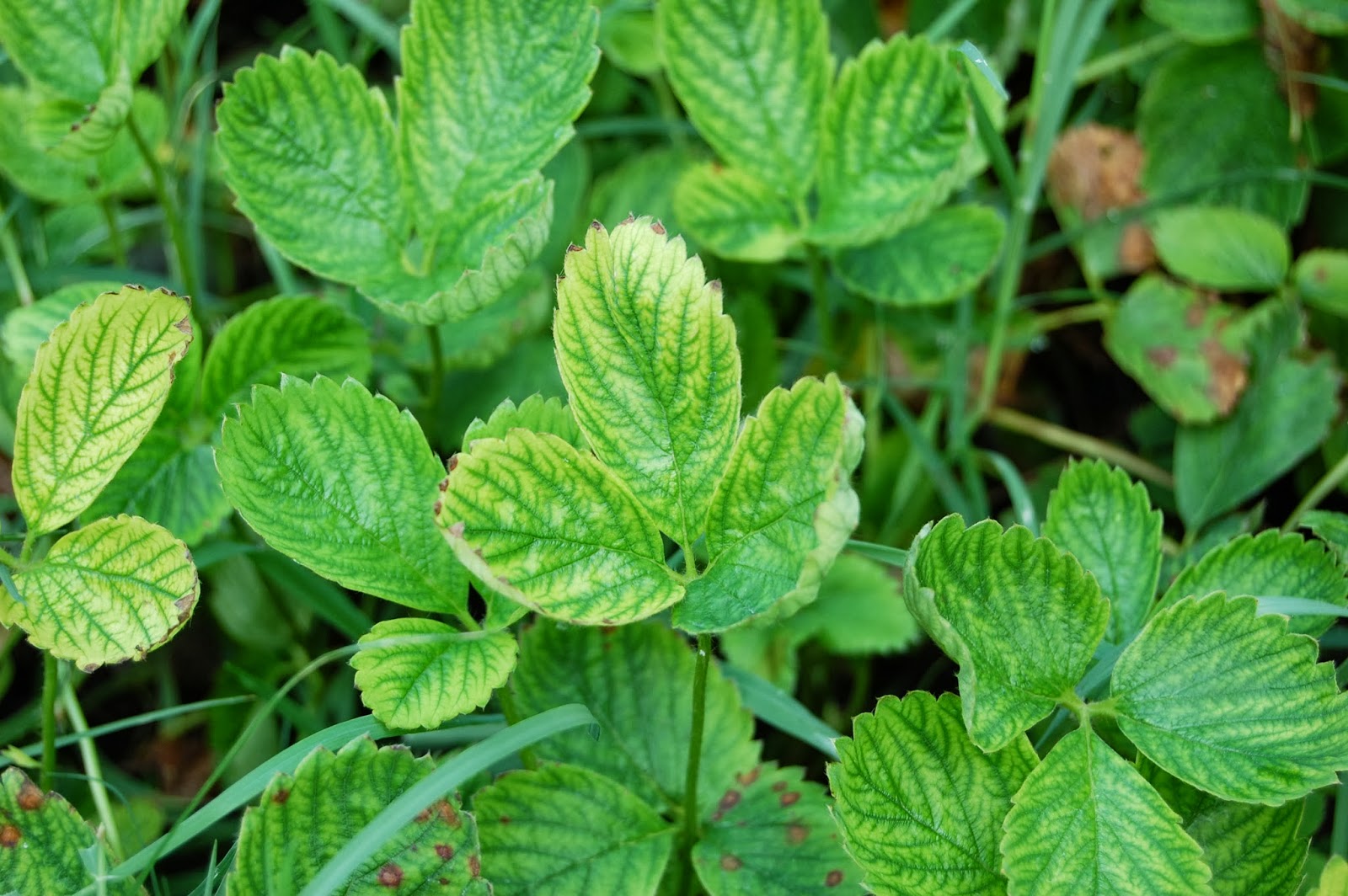 Texas Rebel Girl Green Smoothies &amp; Edible Plants