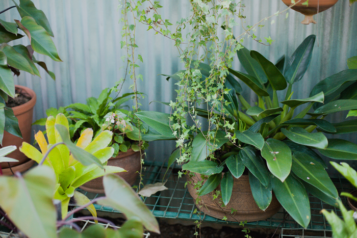 ivy plant climbing plant