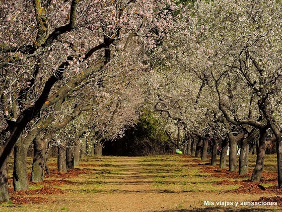 Floración de los almendros. Parque Quinta de los Molinos. Madrid