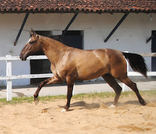 Raças de cavalo brasileiras / Campolina marchador