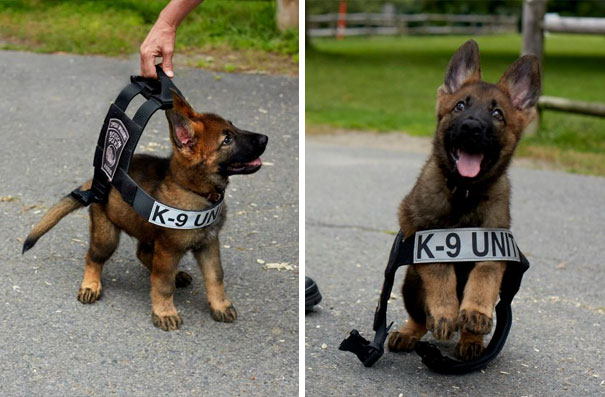 #1 Tuco Trying On The Vest For The First Time - 10 Puppies On Their First Days Of Work That Will Make Your Day #1 Tuco Trying On The Vest For The First Time - 10 Puppies On Their First Days Of Work That Will Make Your Day