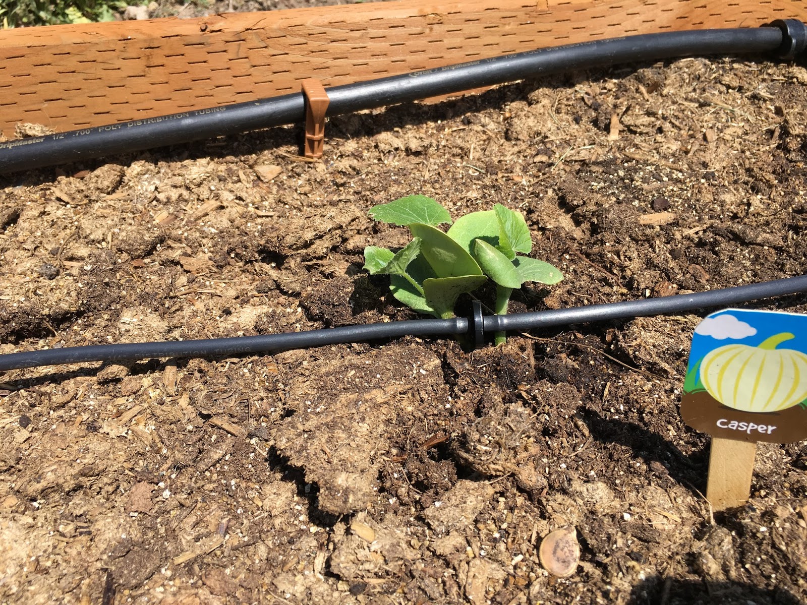 DIY Projects: Garden Boxes