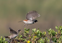 Birds In Flight Photography Cape Town with Canon EOS 7D Mark II