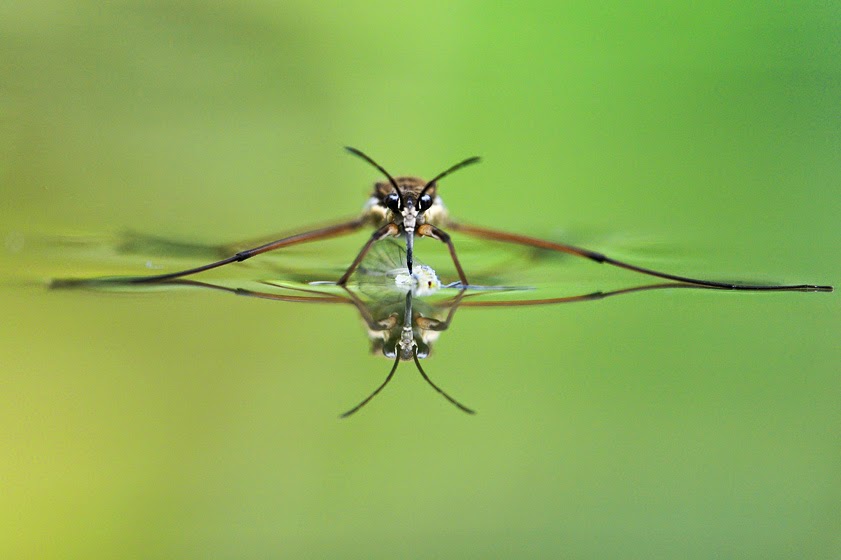 Pond Skater Fun Animals Wiki, Videos, Pictures, Stories