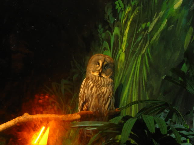 Picture of a owl. Picture of a owl.