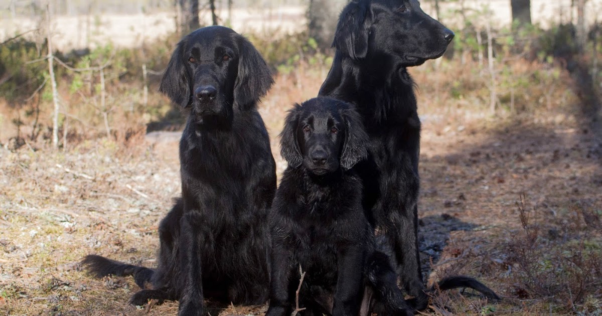 Allikon sileäkarvaiset noutajat Allikon flatcoats Flatit Flatcoats