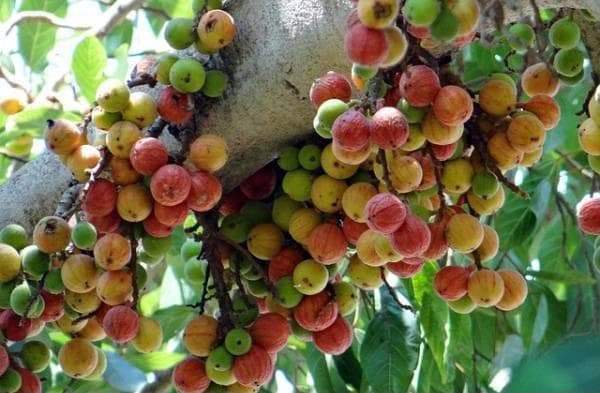Thuốc bổ từ những loại hoa quả 'vàng' tốt cho phụ nữ sau sinh 2 Thuốc bổ từ những loại hoa quả 'vàng' tốt cho phụ nữ sau sinh 2