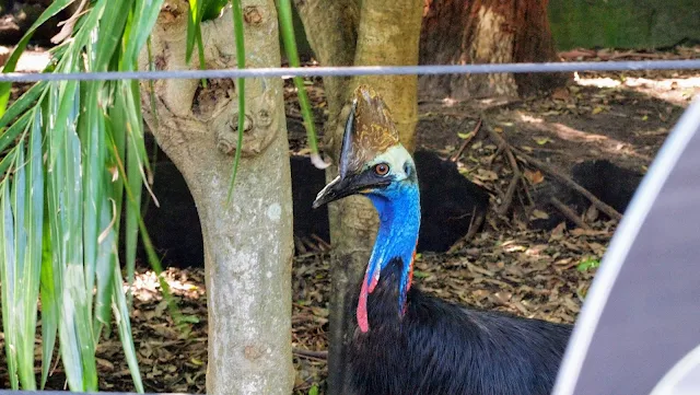 Taronga zoo photos: Southern Cassowary