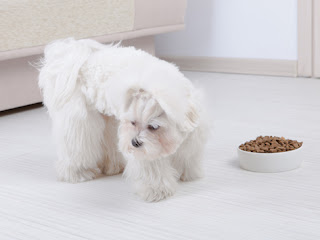 6 Appetite Stimulants for Dogs