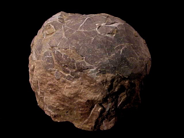 authentic dinosaur fossils