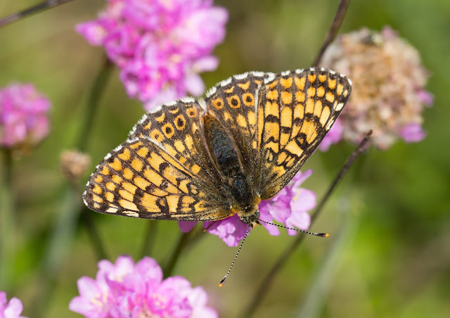 Glanville Fritillary - Isle of Wight Glanville Fritillary - Isle of Wight