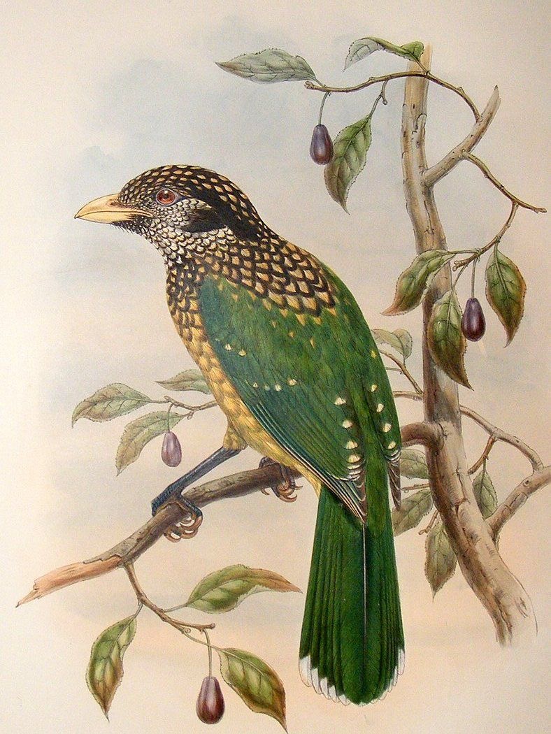 Espécies de Aves | Ornitologia