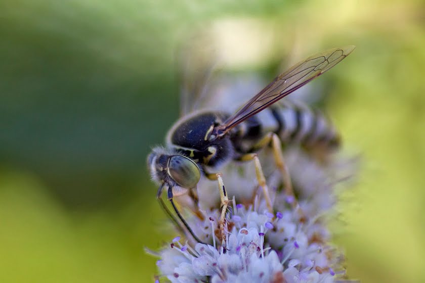 Mint Attracting Insects at Home Focusing on Wildlife