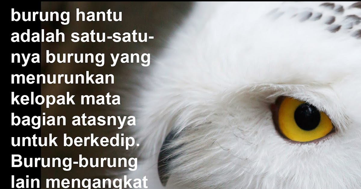 Kata Bijak Burung Cikimm Com