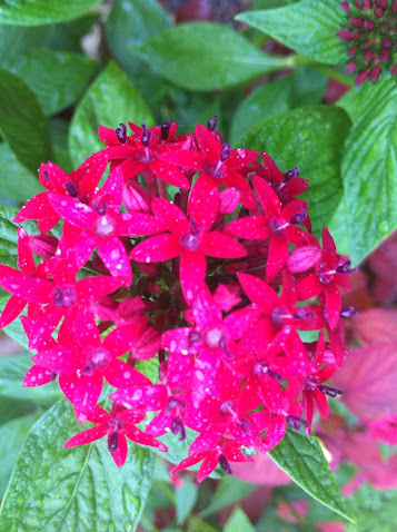 red pentas