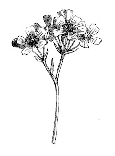 wildflower illustration download wildflower flower image plant download