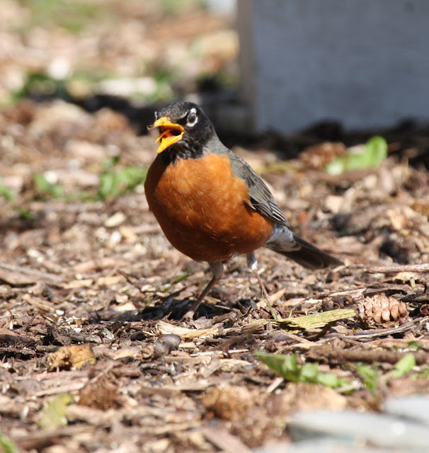 american robin images 