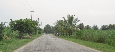 Farm lands - sugarcane